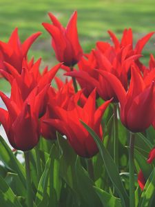 Preview wallpaper flowers, tulips, box, red