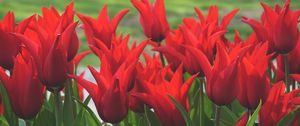 Preview wallpaper flowers, tulips, box, red