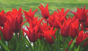 Preview wallpaper flowers, tulips, box, red