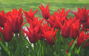 Preview wallpaper flowers, tulips, box, red