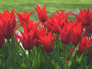 Preview wallpaper flowers, tulips, box, red