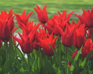 Preview wallpaper flowers, tulips, box, red