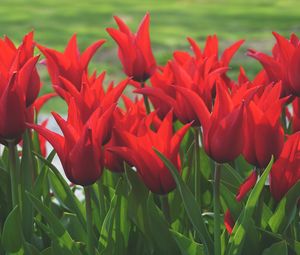 Preview wallpaper flowers, tulips, box, red