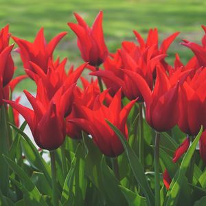 Preview wallpaper flowers, tulips, box, red