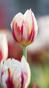 Preview wallpaper flowers, tulips, buds, blur