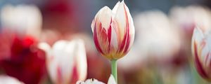 Preview wallpaper flowers, tulips, buds, blur