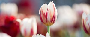 Preview wallpaper flowers, tulips, buds, blur