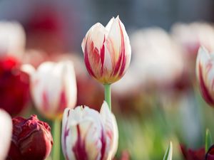 Preview wallpaper flowers, tulips, buds, blur