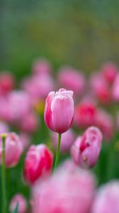 Preview wallpaper flowers, tulips, buds, pink