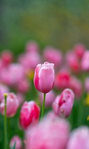 Preview wallpaper flowers, tulips, buds, pink