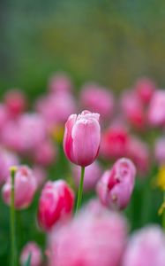 Preview wallpaper flowers, tulips, buds, pink