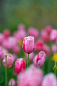 Preview wallpaper flowers, tulips, buds, pink