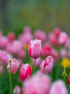 Preview wallpaper flowers, tulips, buds, pink