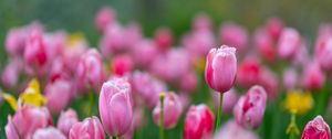 Preview wallpaper flowers, tulips, buds, pink