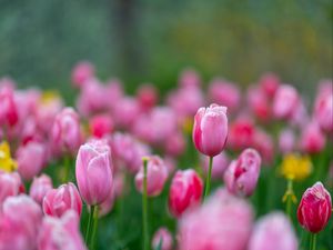 Preview wallpaper flowers, tulips, buds, pink