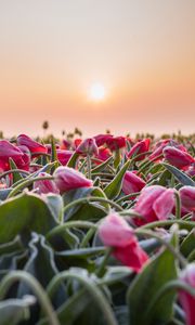 Preview wallpaper flowers, tulips, buds, leaves, field