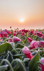 Preview wallpaper flowers, tulips, buds, leaves, field