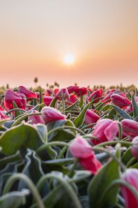 Preview wallpaper flowers, tulips, buds, leaves, field