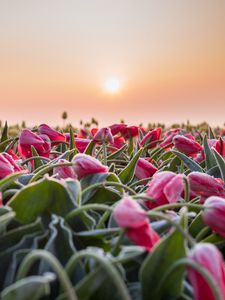 Preview wallpaper flowers, tulips, buds, leaves, field