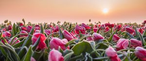 Preview wallpaper flowers, tulips, buds, leaves, field