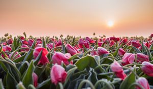 Preview wallpaper flowers, tulips, buds, leaves, field