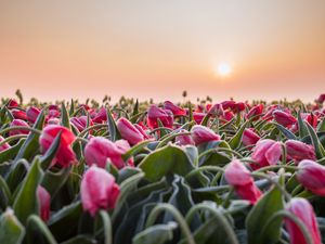 Preview wallpaper flowers, tulips, buds, leaves, field