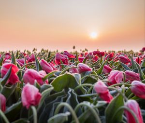 Preview wallpaper flowers, tulips, buds, leaves, field