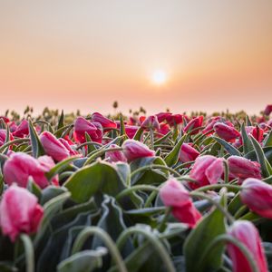 Preview wallpaper flowers, tulips, buds, leaves, field