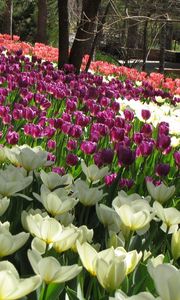 Preview wallpaper flowers, tulips, field