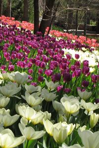 Preview wallpaper flowers, tulips, field