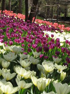 Preview wallpaper flowers, tulips, field