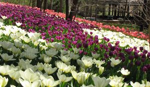 Preview wallpaper flowers, tulips, field