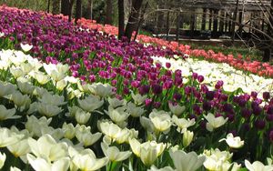 Preview wallpaper flowers, tulips, field