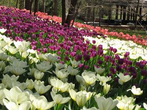 Preview wallpaper flowers, tulips, field