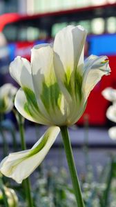 Preview wallpaper flowers, tulips, white