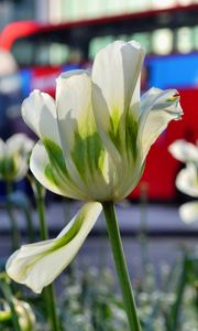 Preview wallpaper flowers, tulips, white