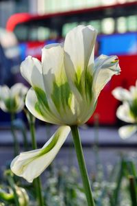 Preview wallpaper flowers, tulips, white