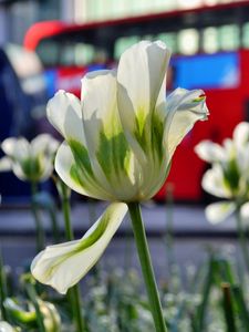 Preview wallpaper flowers, tulips, white