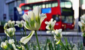 Preview wallpaper flowers, tulips, white