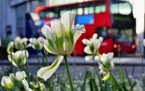 Preview wallpaper flowers, tulips, white