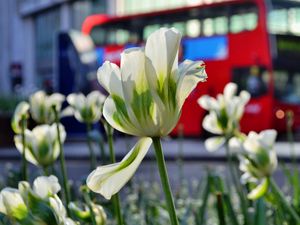 Preview wallpaper flowers, tulips, white