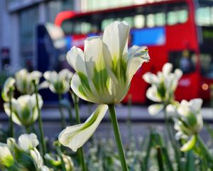 Preview wallpaper flowers, tulips, white