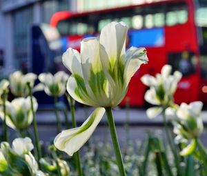 Preview wallpaper flowers, tulips, white