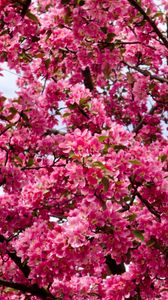 Preview wallpaper flowers, twigs, branches