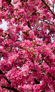 Preview wallpaper flowers, twigs, branches