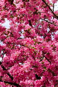 Preview wallpaper flowers, twigs, branches