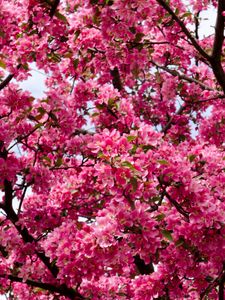 Preview wallpaper flowers, twigs, branches