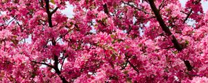 Preview wallpaper flowers, twigs, branches