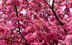 Preview wallpaper flowers, twigs, branches