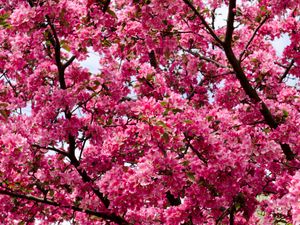 Preview wallpaper flowers, twigs, branches